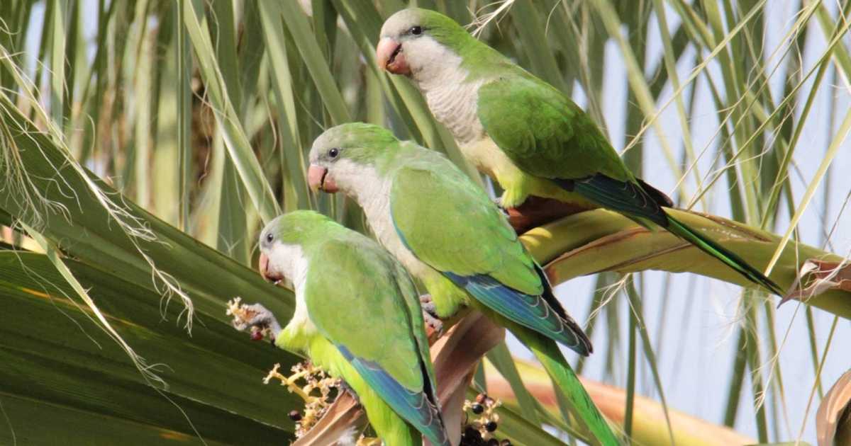 Garriti, nidi giganti, danni alle colture: in Puglia � invasione di parrocchetti